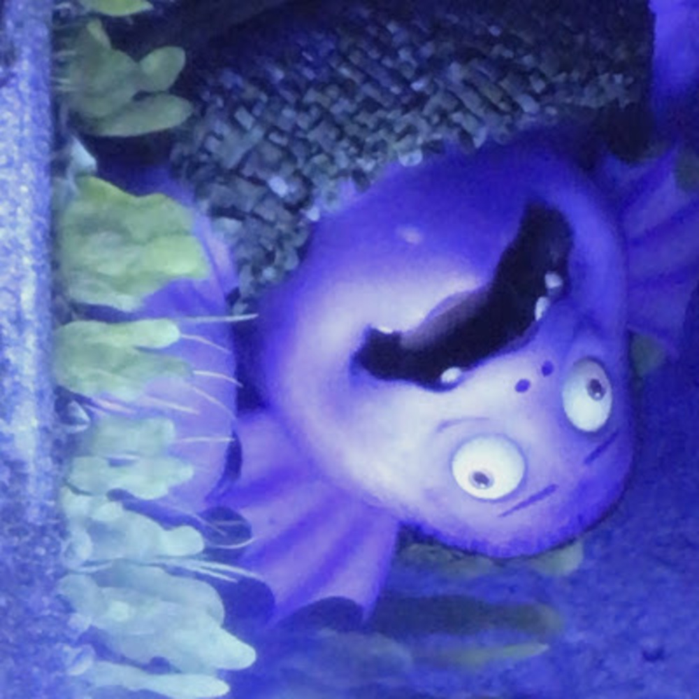 Meet your Posher, Aniqa